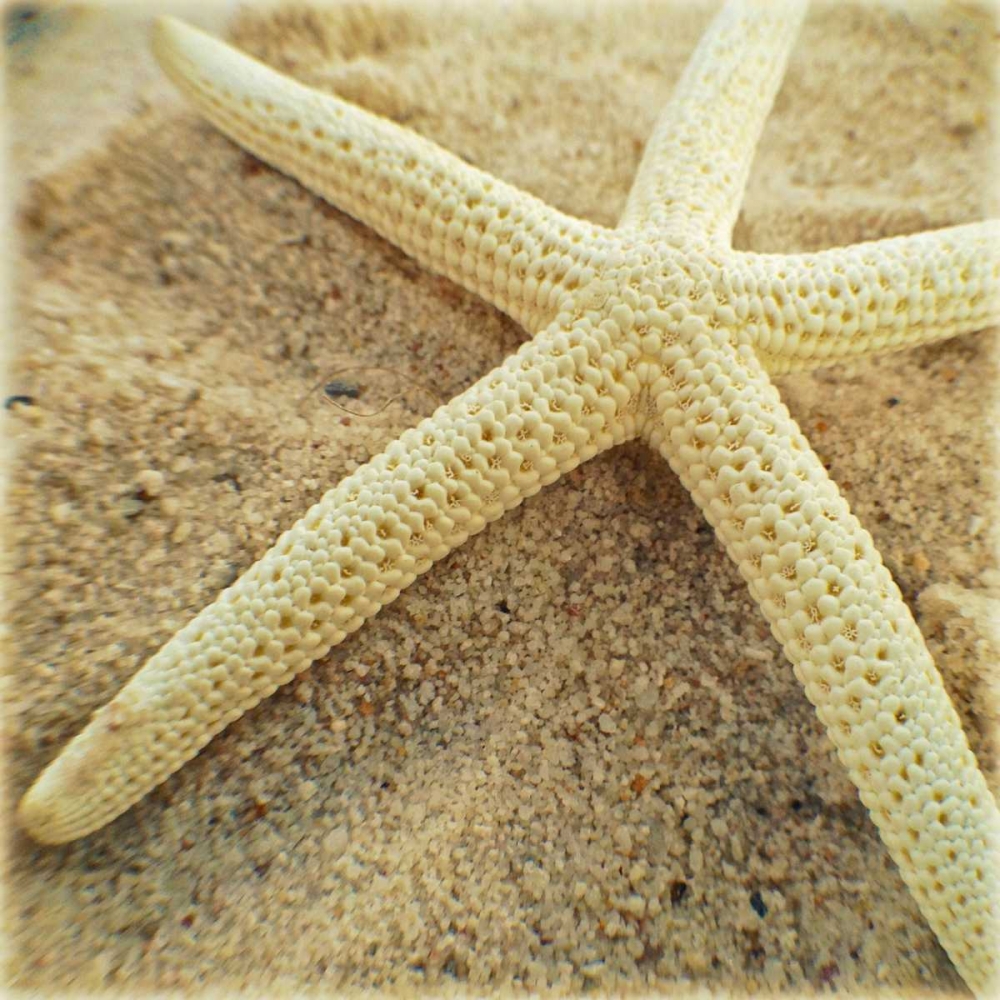 Starfish art print by Lisa Hill Saghini for $57.95 CAD