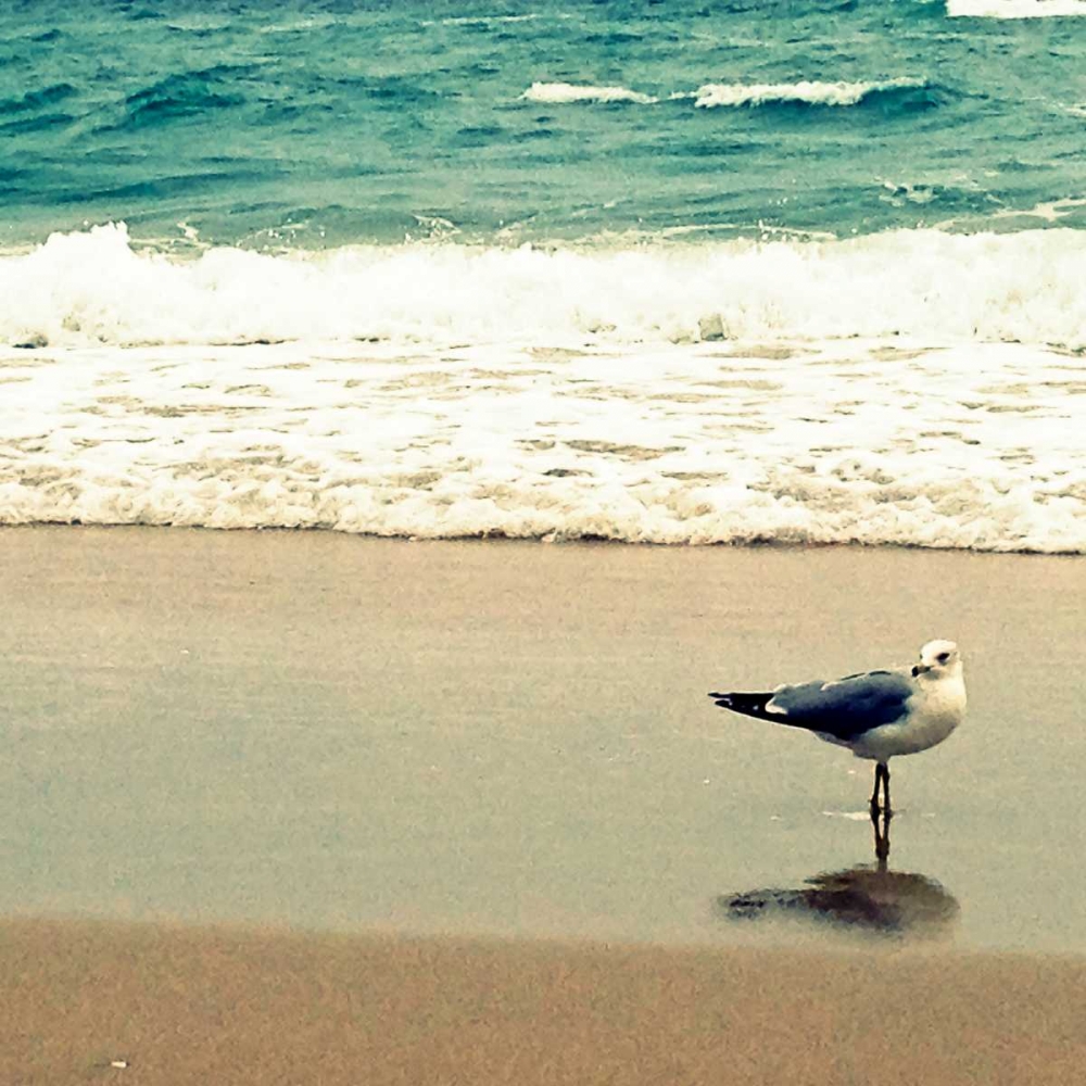 Seagull on Beach art print by Lisa Hill Saghini for $57.95 CAD