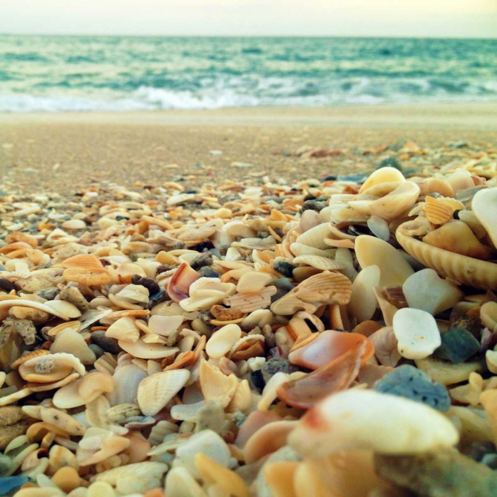 Shells Beach I art print by Lisa Hill Saghini for $57.95 CAD