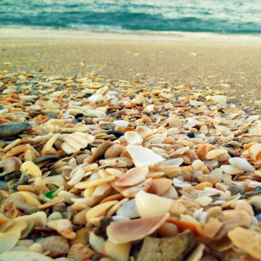 Shells Beach II art print by Lisa Hill Saghini for $57.95 CAD