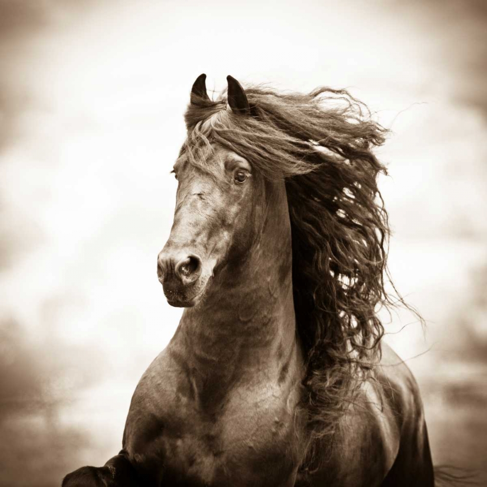 War Horse art print by Carol Walker for $57.95 CAD