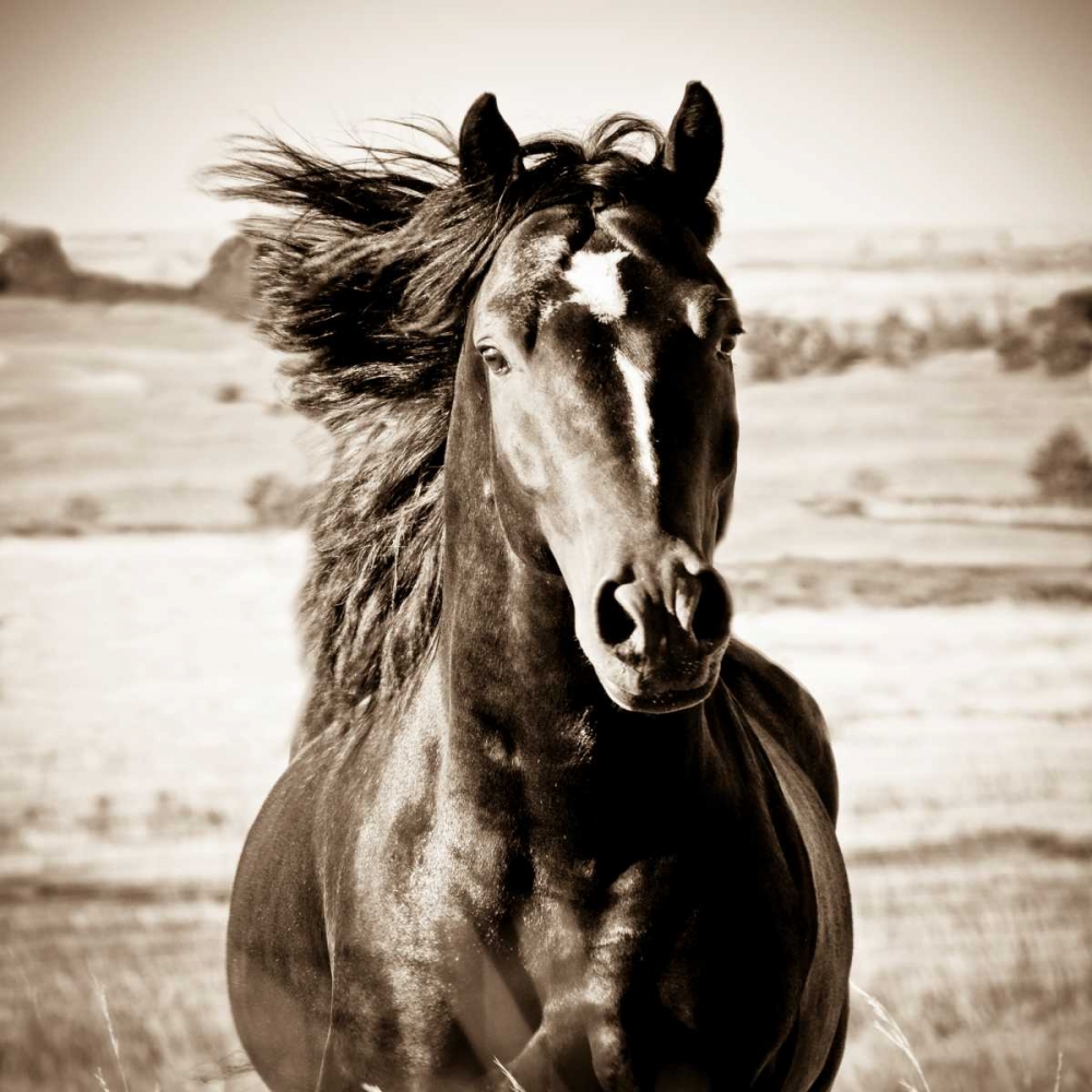 On the Run art print by Carol Walker for $57.95 CAD