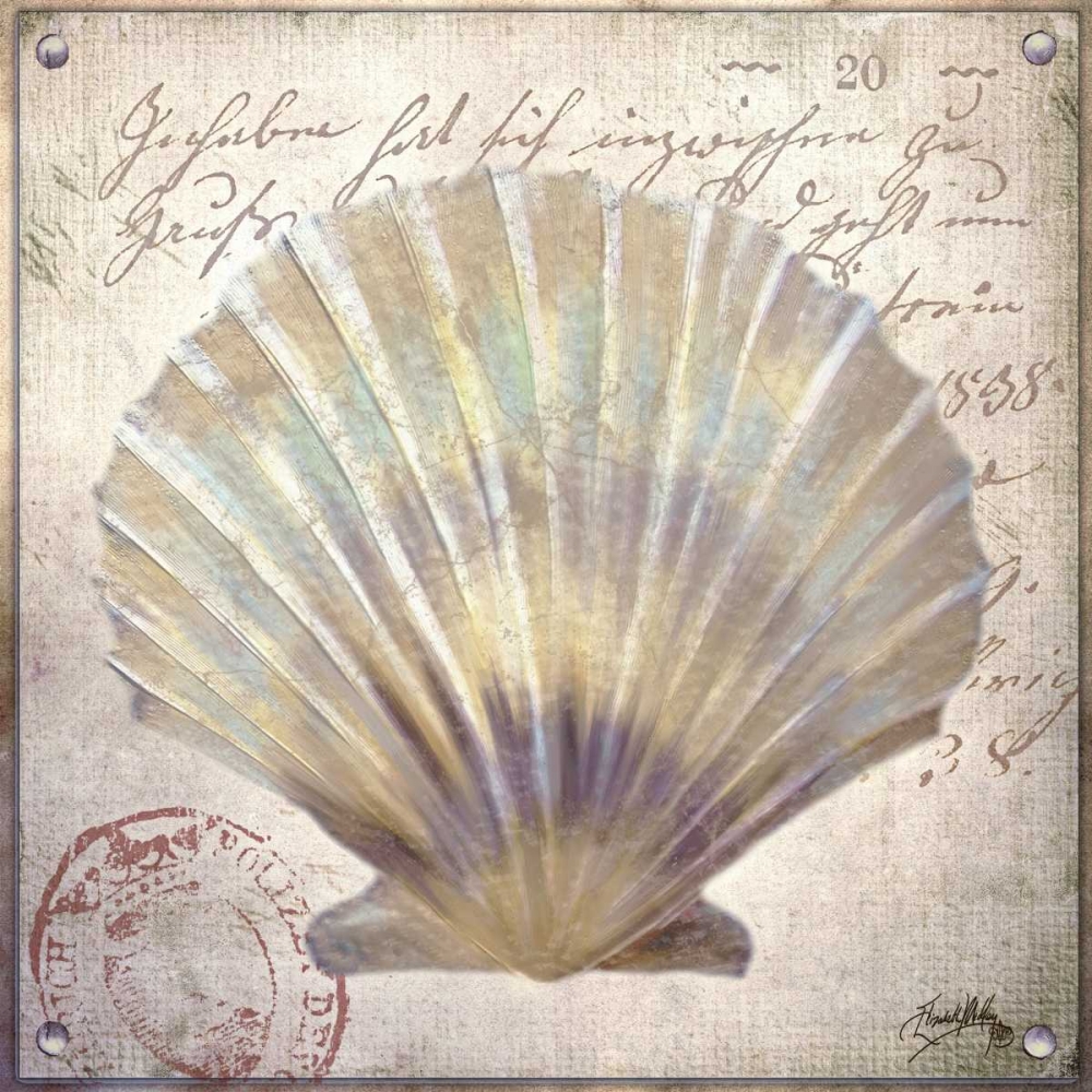 Beach Shell I art print by Elizabeth Medley for $57.95 CAD