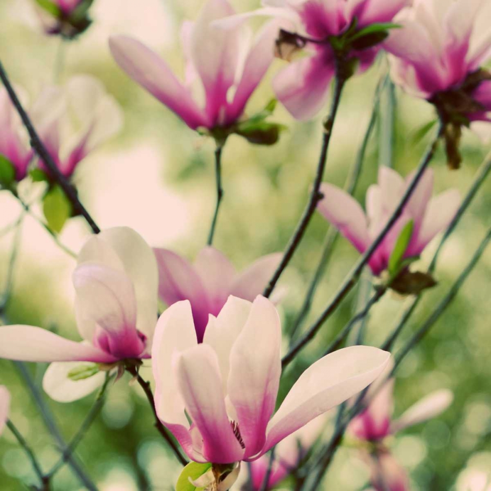 Fragile Pink Daisies art print by Gail Peck for $57.95 CAD