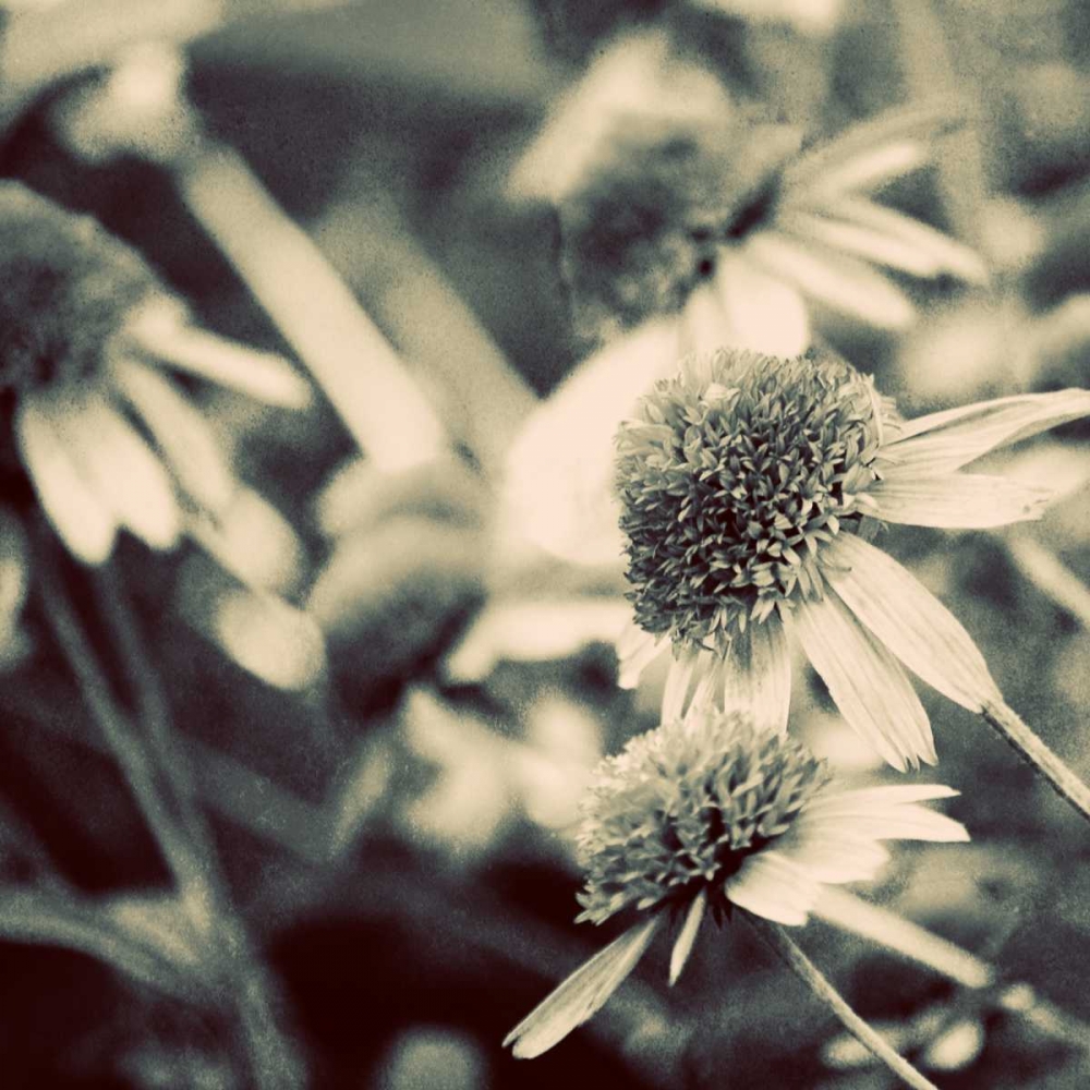 Fragile Daisies I art print by Gail Peck for $57.95 CAD