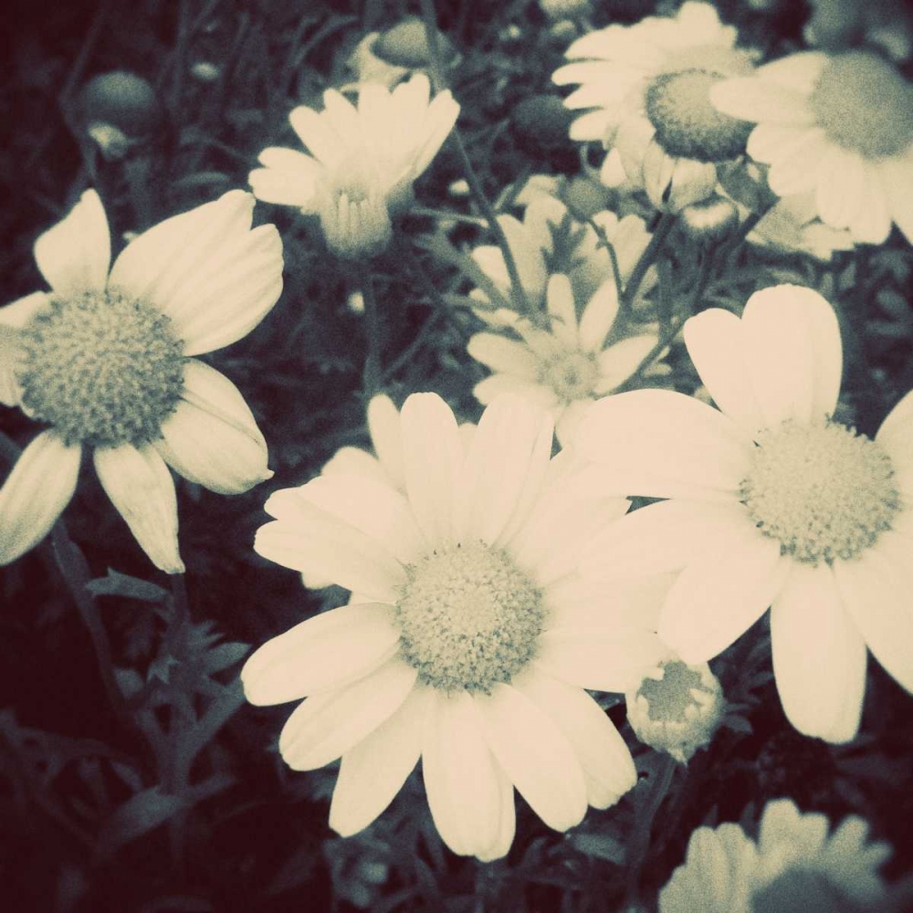 Fragile Daisies II art print by Gail Peck for $57.95 CAD