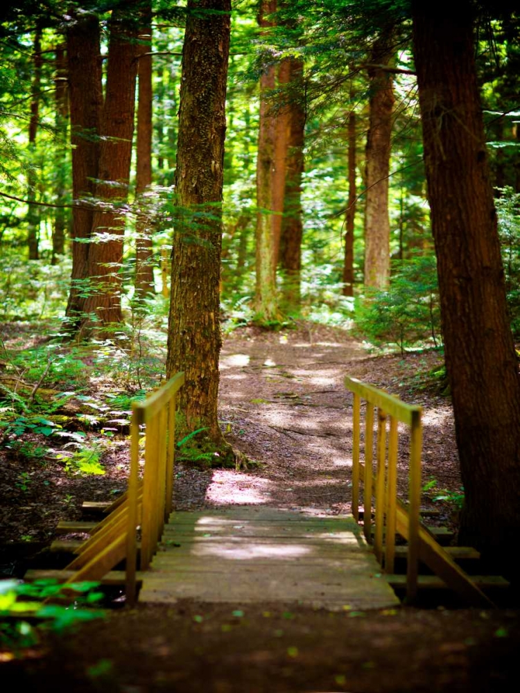 Forest Park Path art print by Susan Bryant for $57.95 CAD