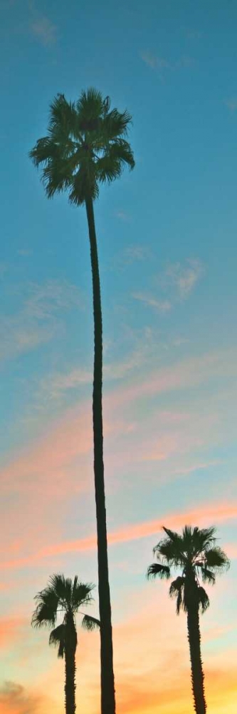 Sunset Palms art print by Gail Peck for $57.95 CAD