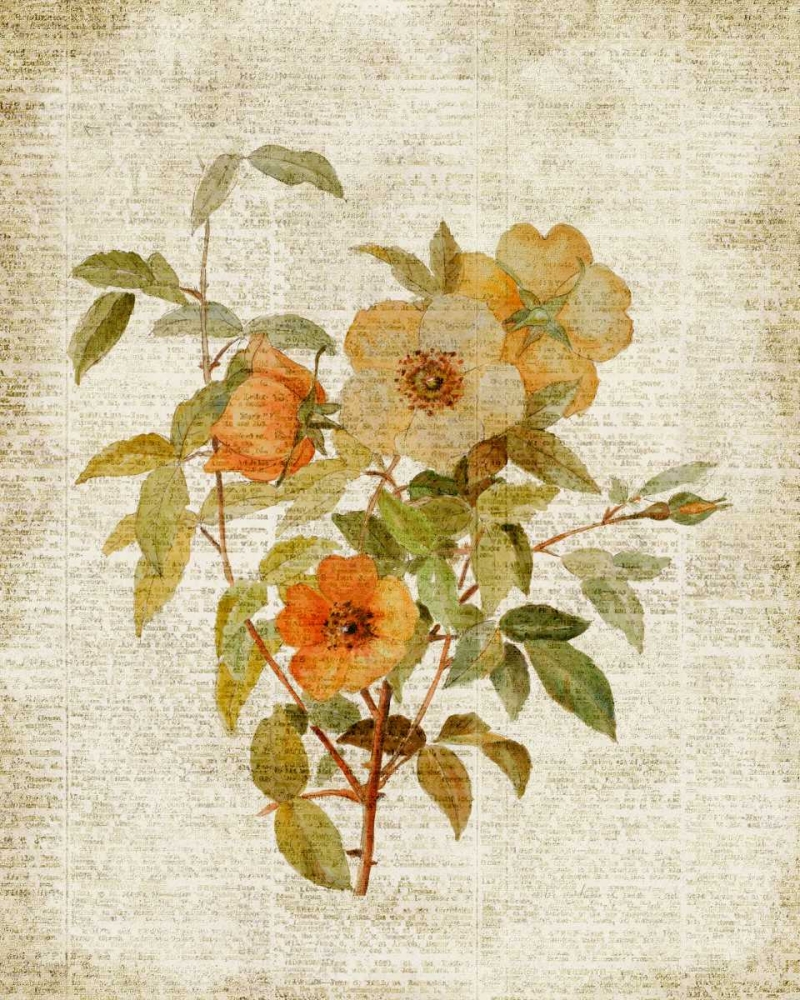Roses on Newsprint I art print by Lanie Loreth for $57.95 CAD
