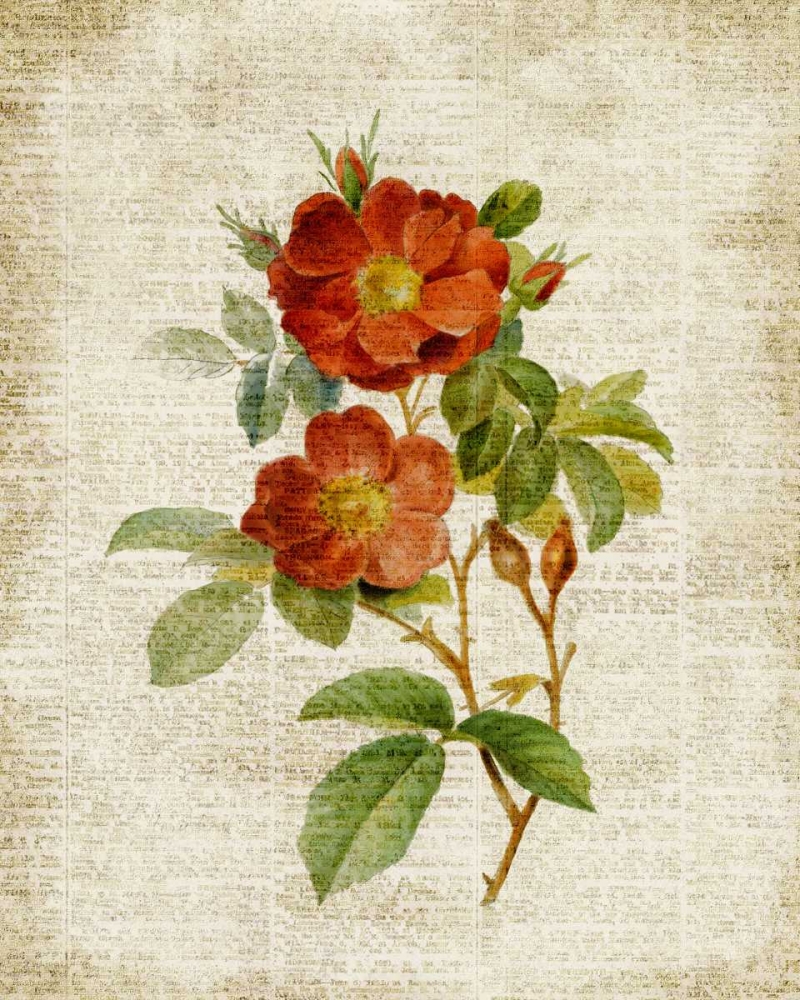 Roses on Newsprint II art print by Lanie Loreth for $57.95 CAD
