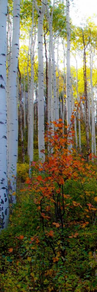 Aspen in the Day I art print by Kathy Mansfield for $57.95 CAD