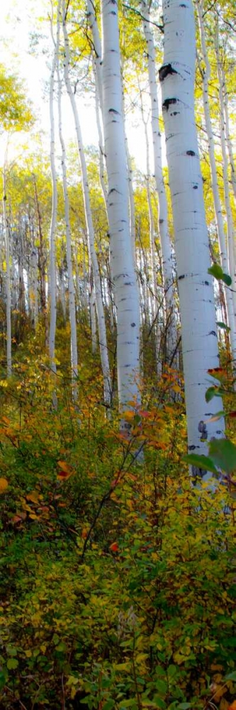 Aspen in the Day II art print by Kathy Mansfield for $57.95 CAD