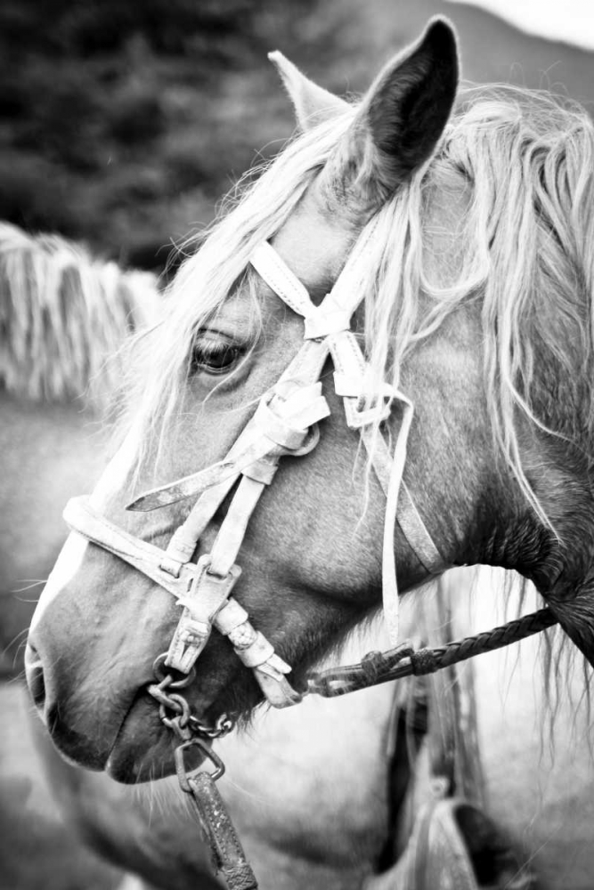Before the Ride I art print by Anna Coppel for $57.95 CAD