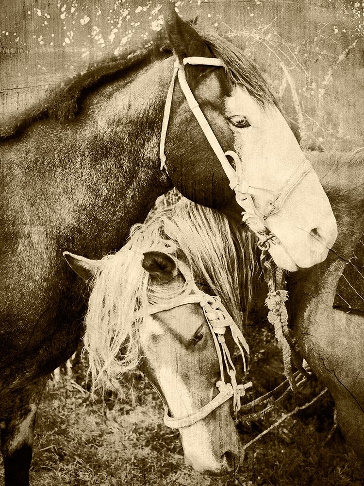 Vintage Horses art print by Anna Coppel for $57.95 CAD