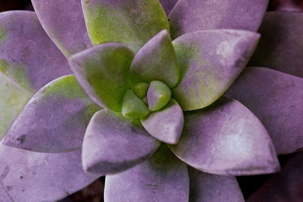Purple Succulent I art print by Susan Bryant for $57.95 CAD