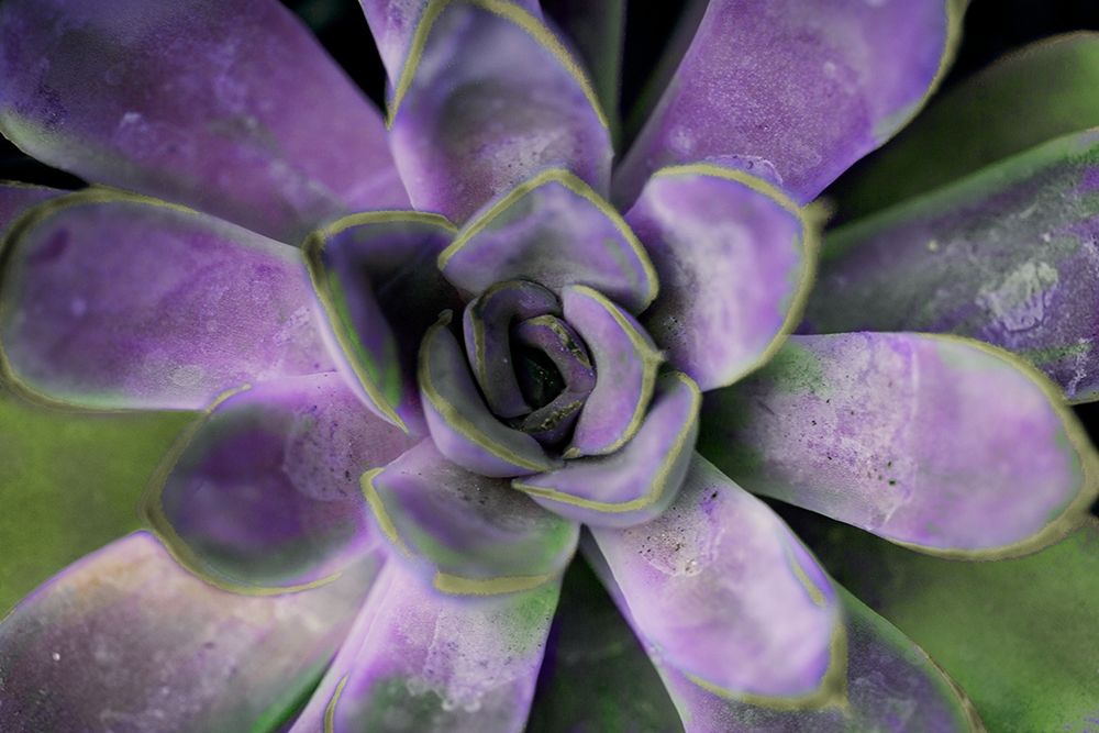 Purple Succulent II art print by Susan Bryant for $57.95 CAD