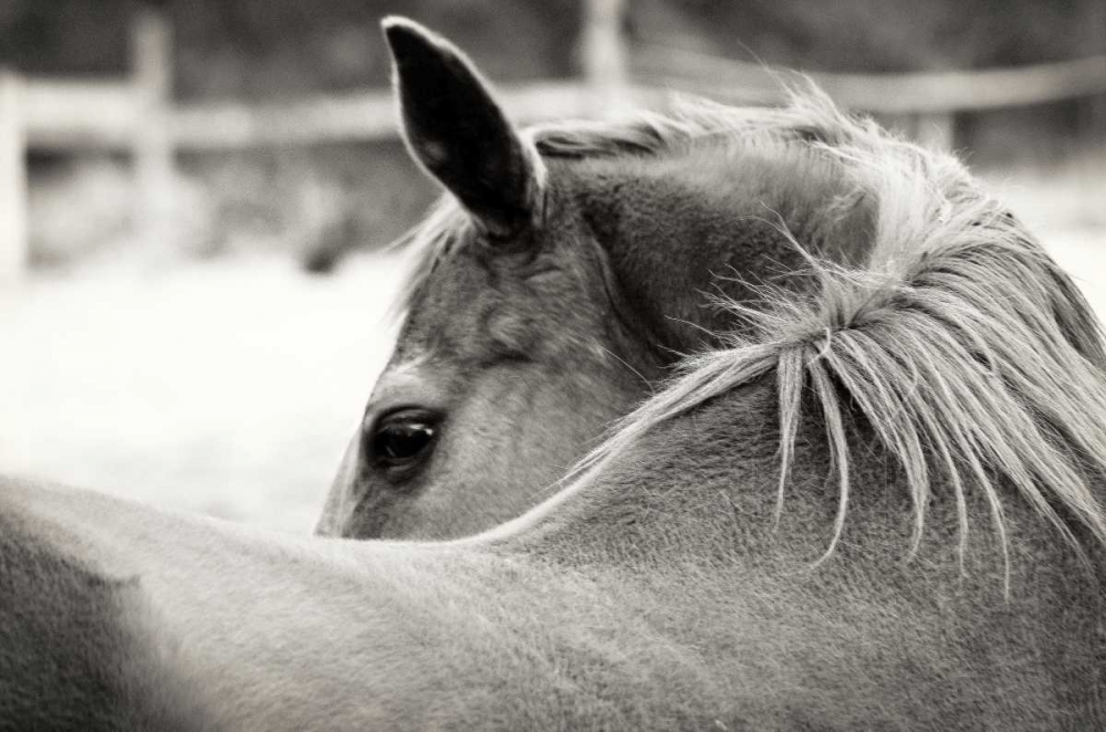 Over His Shoulder art print by Gail Peck for $57.95 CAD
