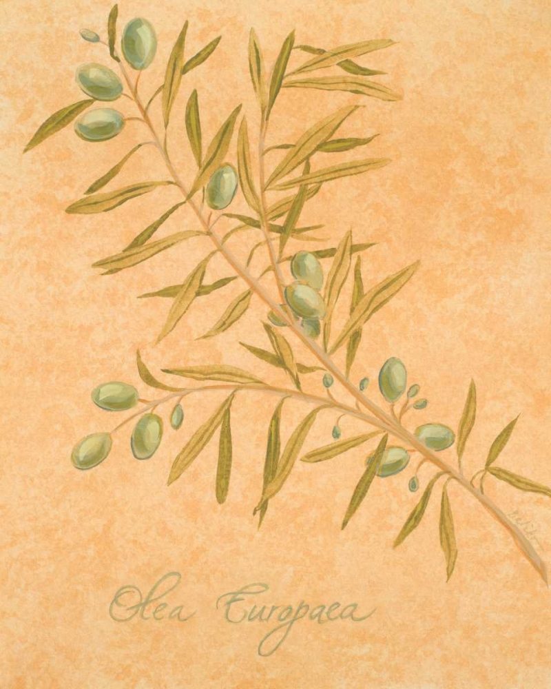 Olea Europaea art print by Linda Baliko for $57.95 CAD