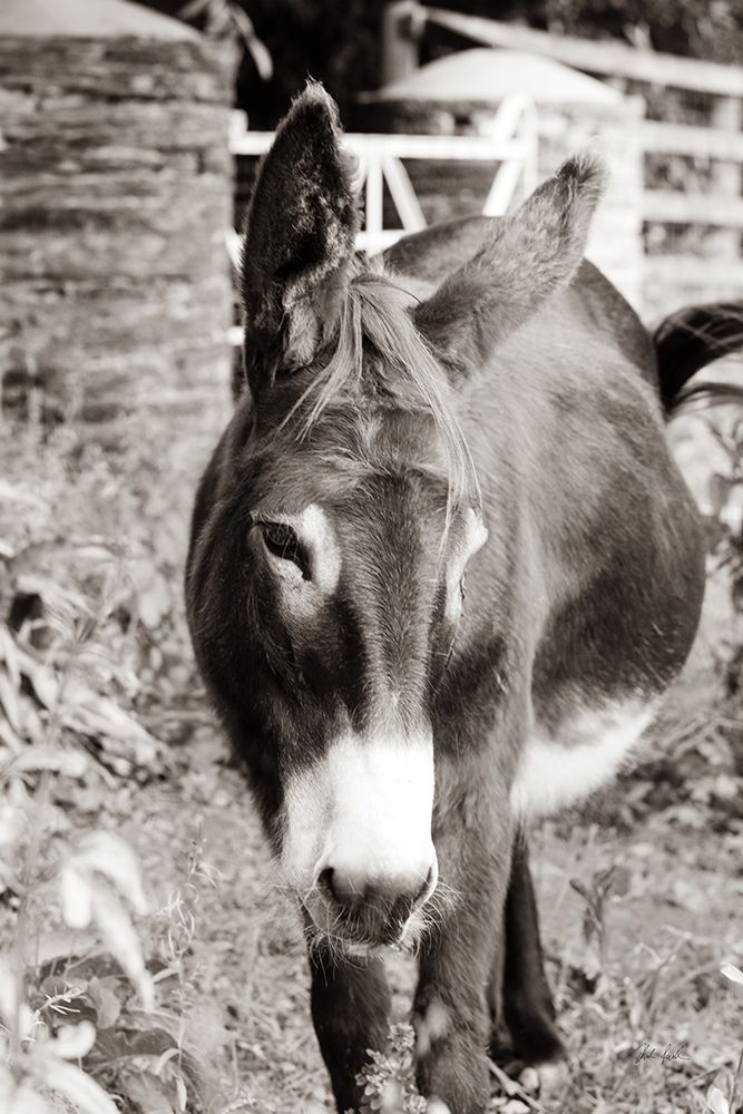 Cottage Donkey I art print by Deborah Revell for $57.95 CAD