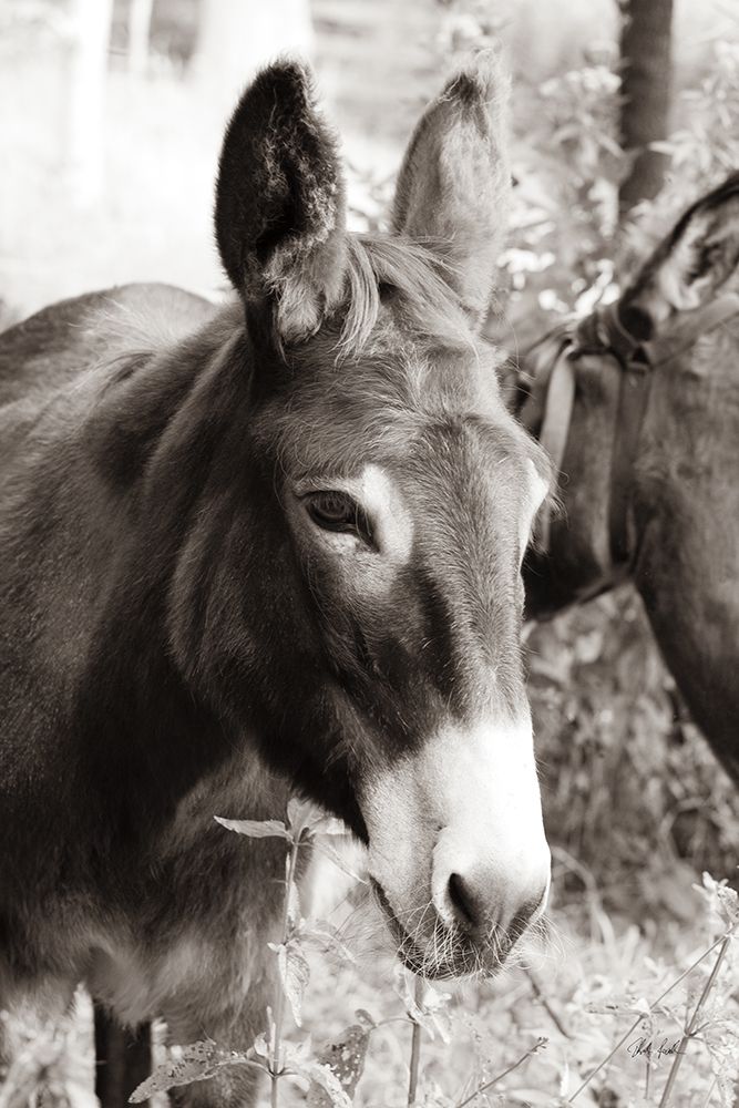 Cottage Donkey II art print by Deborah Revell for $57.95 CAD