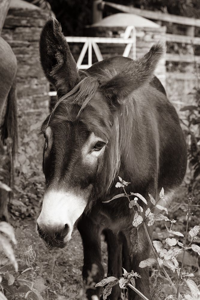 Cottage Donkey III art print by Deborah Revell for $57.95 CAD