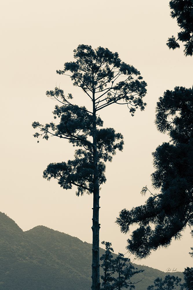 Lone Tree Japan art print by Deborah Revell for $57.95 CAD