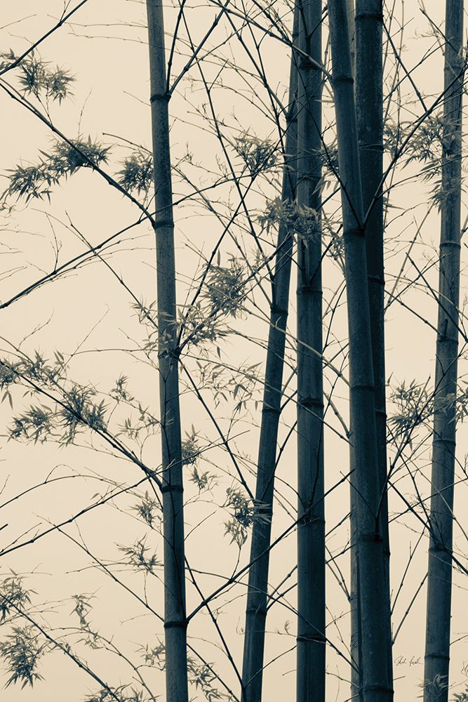 Japanese Bamboo I art print by Deborah Revell for $57.95 CAD