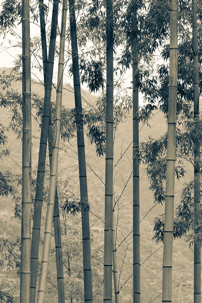 Japanese Bamboo II art print by Deborah Revell for $57.95 CAD