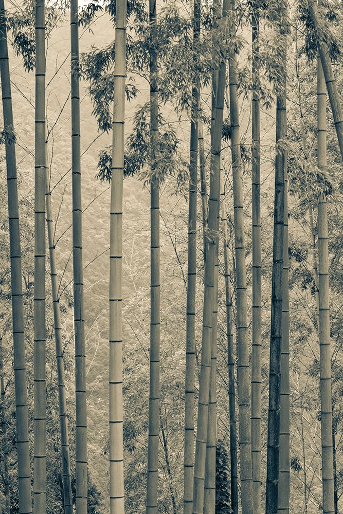 Japanese Bamboo III art print by Deborah Revell for $57.95 CAD