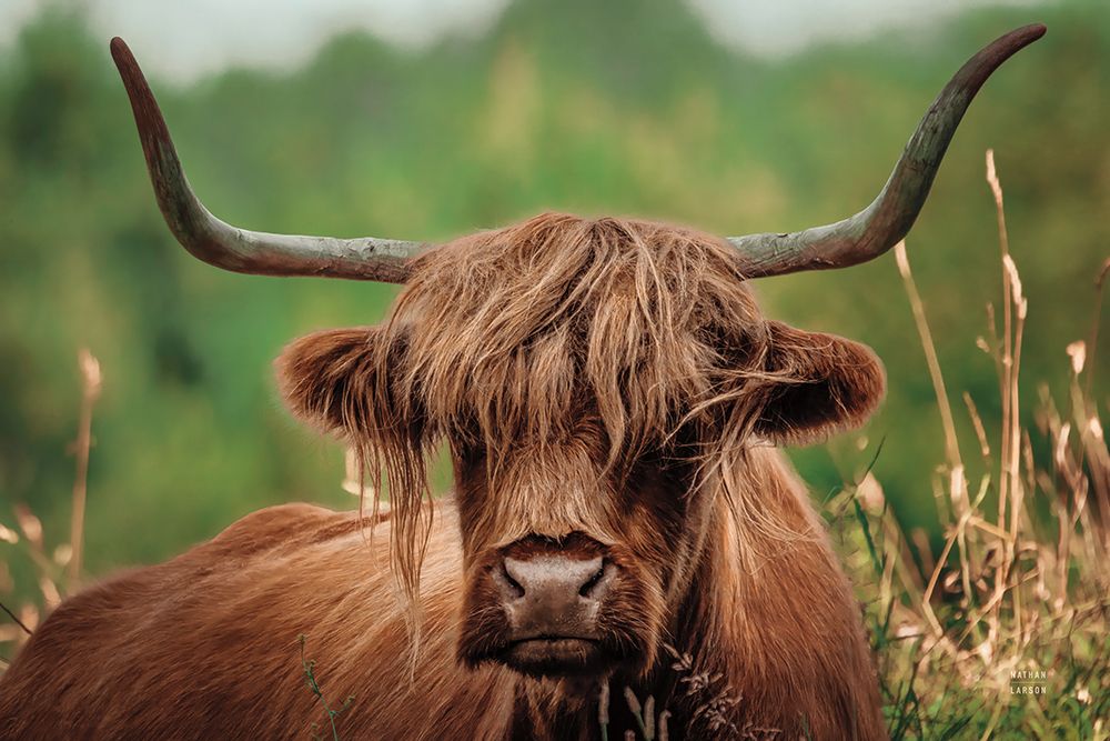 Highland Meadow Portrait art print by Nathan Larson for $57.95 CAD