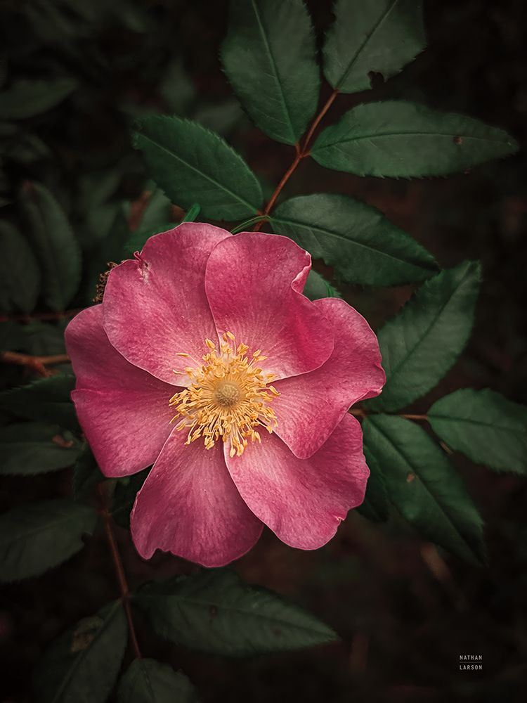 Wild Rose I art print by Nathan Larson for $57.95 CAD