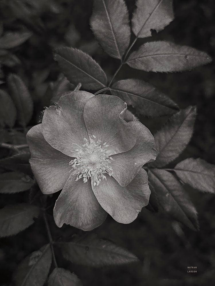 Wild Rose BW I art print by Nathan Larson for $57.95 CAD