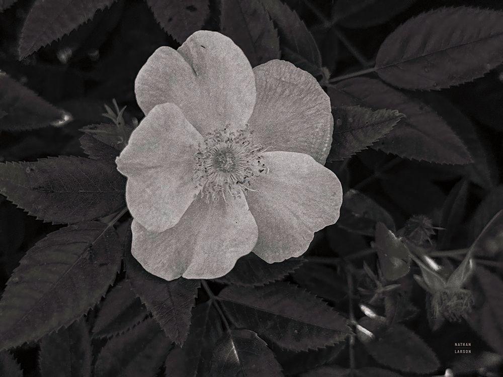 Wild Rose BW II art print by Nathan Larson for $57.95 CAD
