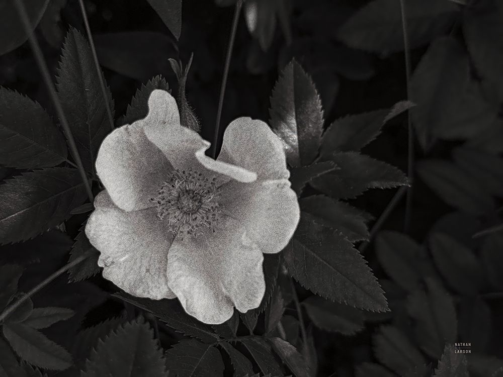 Wild Rose BW III art print by Nathan Larson for $57.95 CAD