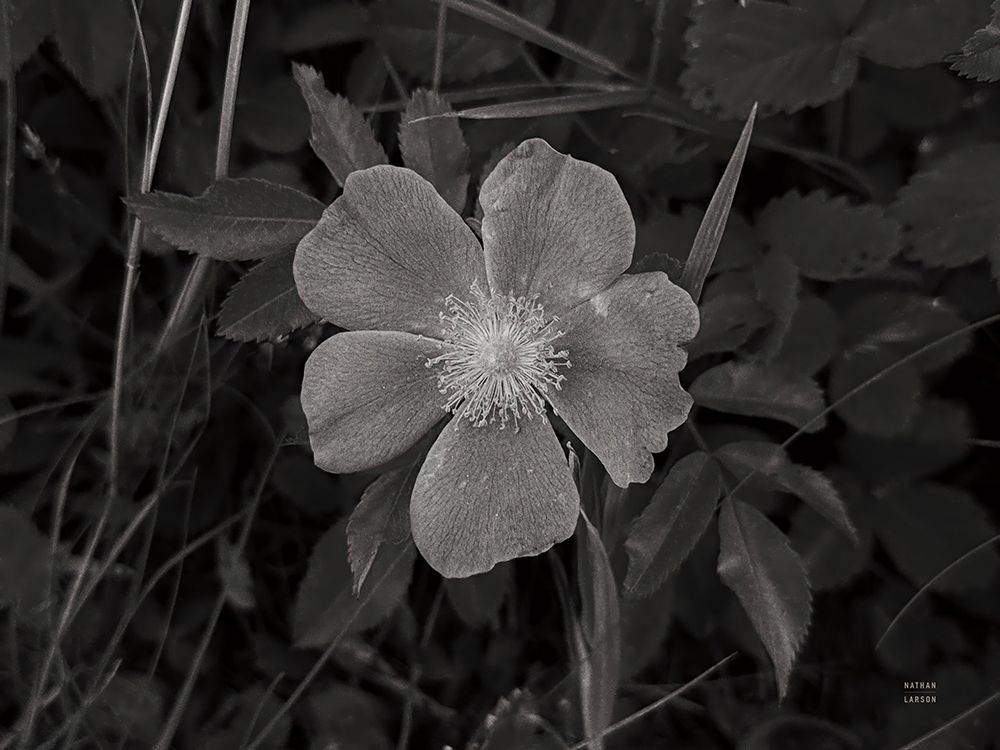 Wild Rose BW IV art print by Nathan Larson for $57.95 CAD