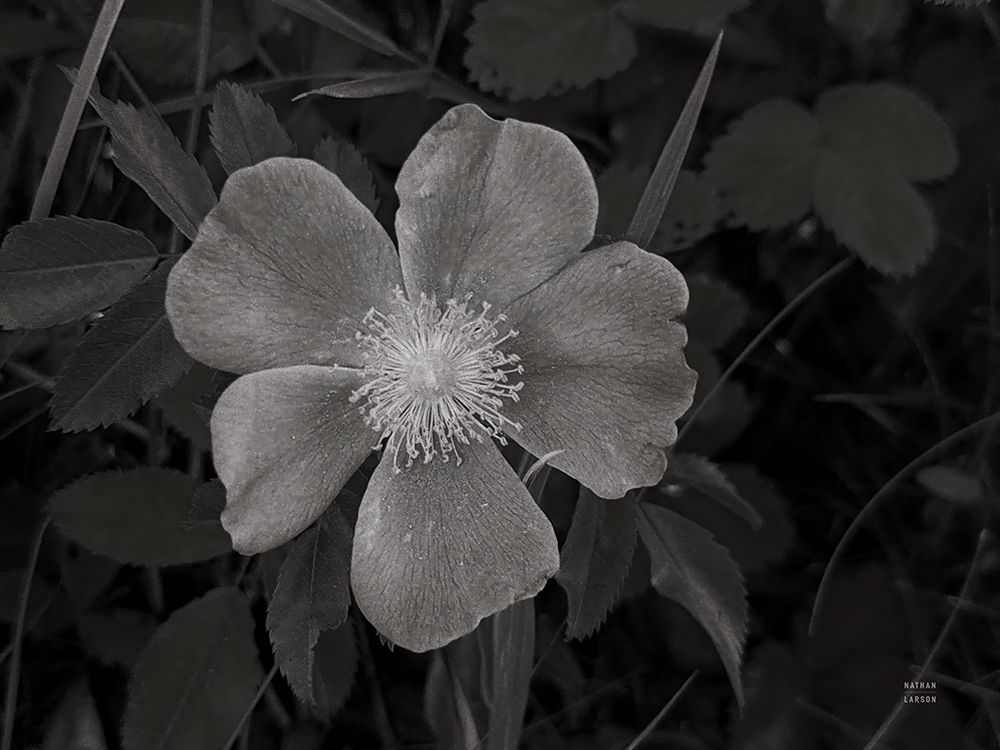 Wild Rose BW V art print by Nathan Larson for $57.95 CAD
