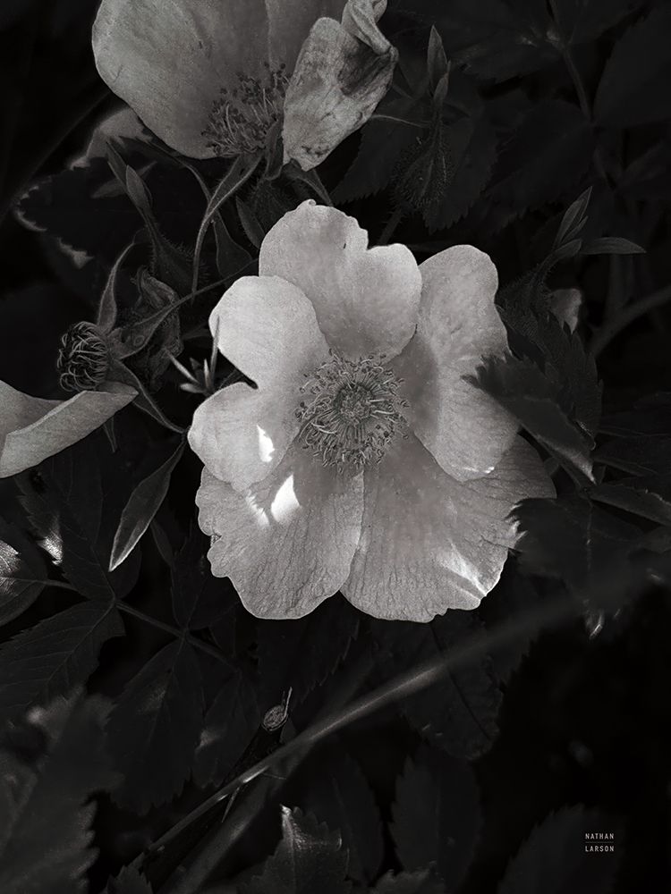 Wild Rose BW VI art print by Nathan Larson for $57.95 CAD