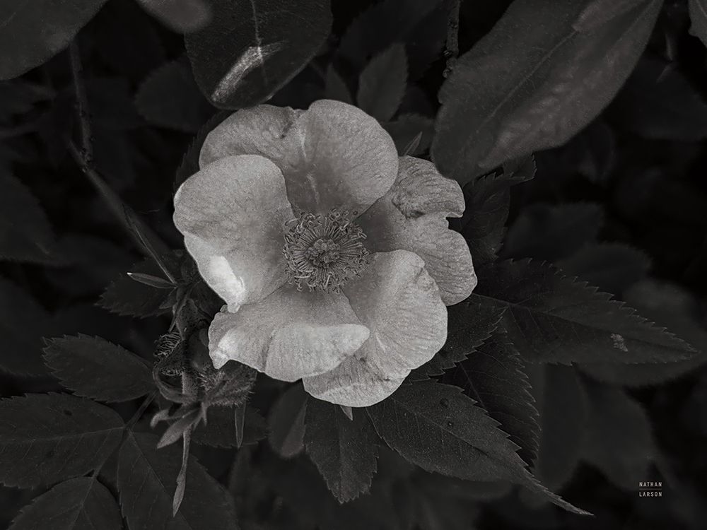 Wild Rose BW VII art print by Nathan Larson for $57.95 CAD