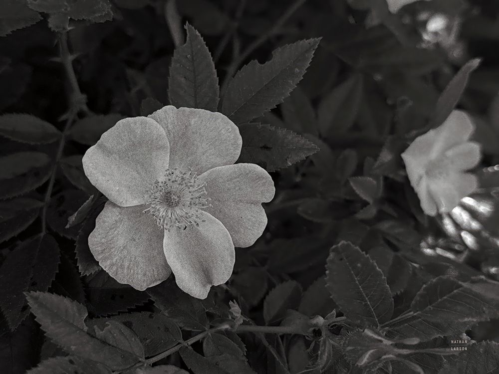 Wild Rose BW VIII art print by Nathan Larson for $57.95 CAD