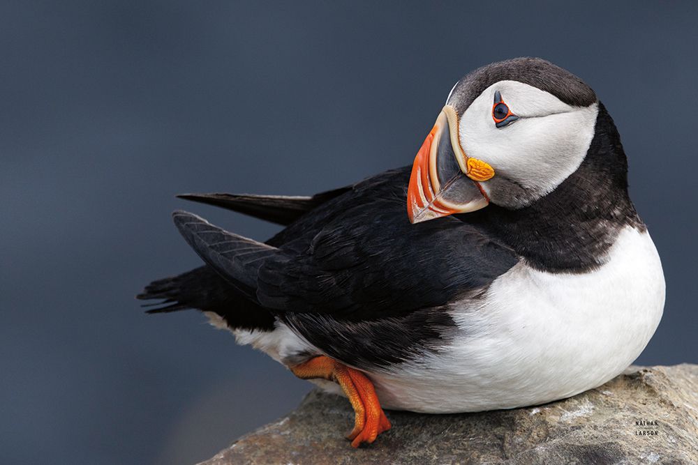 Atlantic Puffin art print by Nathan Larson for $57.95 CAD