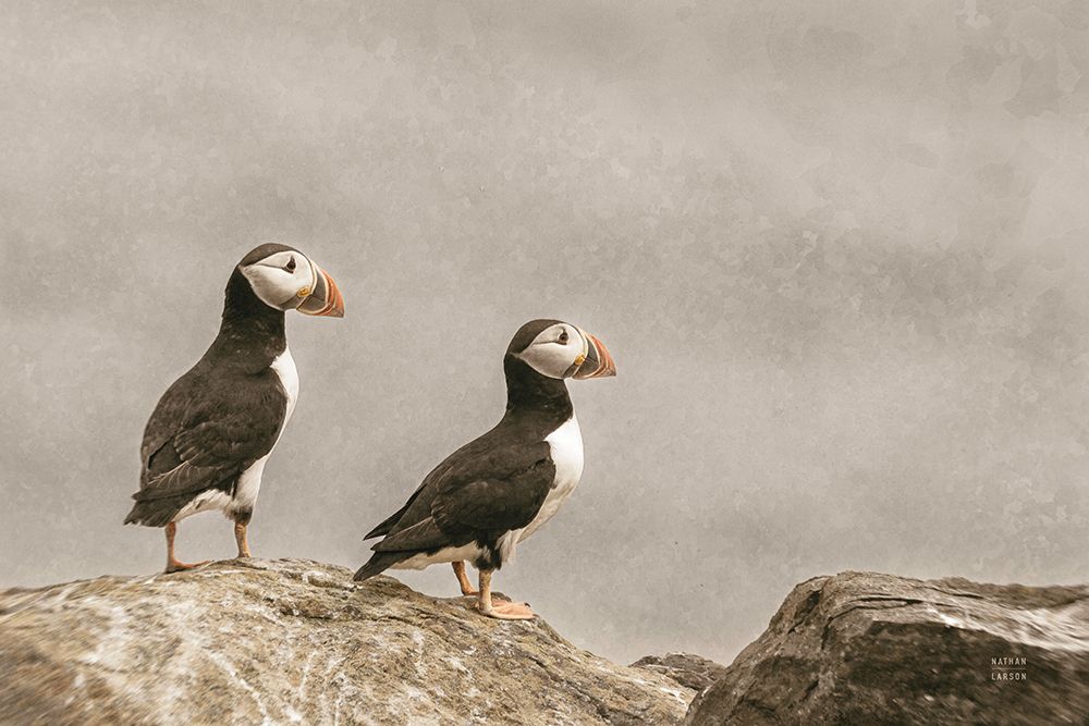 Atlantic Puffin Pair art print by Nathan Larson for $57.95 CAD