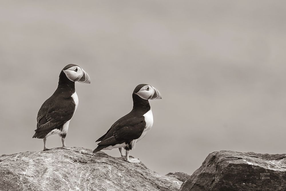 Atlantic Puffin Pair Sepia art print by Nathan Larson for $57.95 CAD