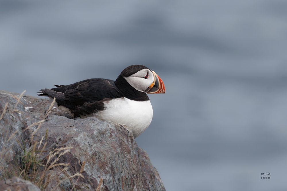 Atlantic Puffin Resting art print by Nathan Larson for $57.95 CAD