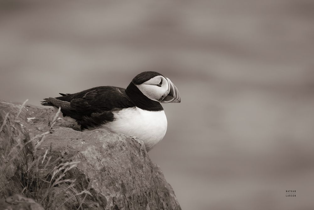 Atlantic Puffin Resting Sepia art print by Nathan Larson for $57.95 CAD