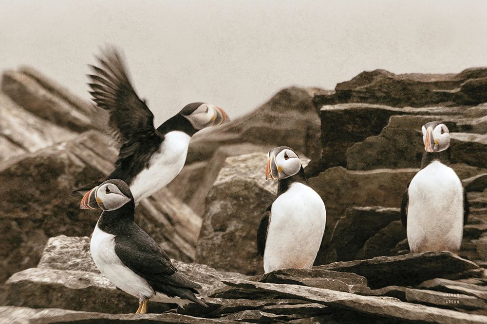 Atlantic Puffin Colony art print by Nathan Larson for $57.95 CAD