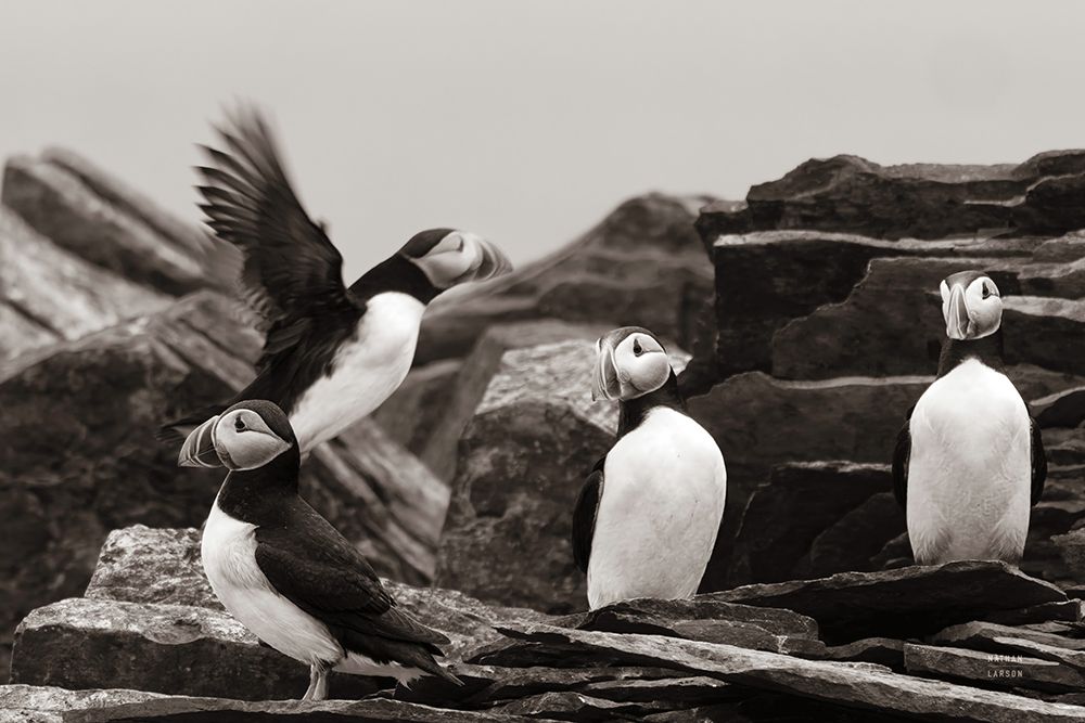Atlantic Puffin Colony BW art print by Nathan Larson for $57.95 CAD
