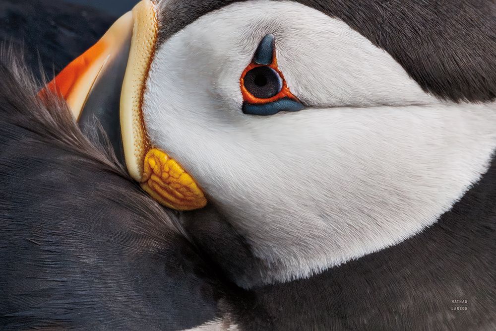 Atlantic Puffin Tucked art print by Nathan Larson for $57.95 CAD
