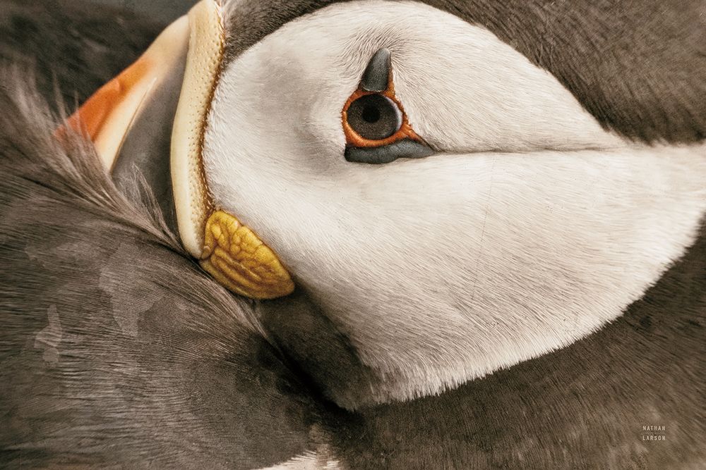 Atlantic Puffin Tucked Neutral art print by Nathan Larson for $57.95 CAD