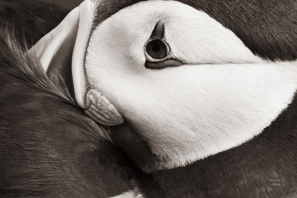 Atlantic Puffin Tucked BW art print by Nathan Larson for $57.95 CAD