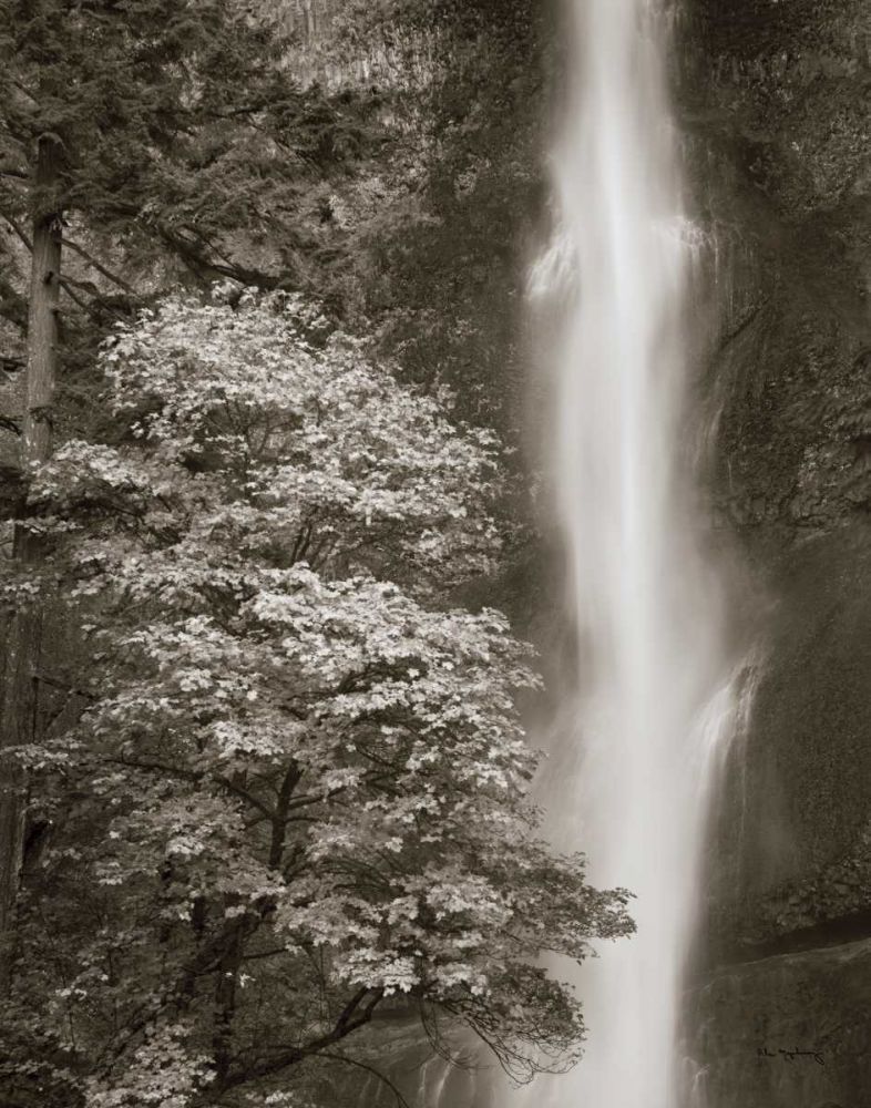 Multnomah Falls art print by Lisa Audit for $57.95 CAD